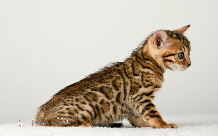 Bengal kitten for sale